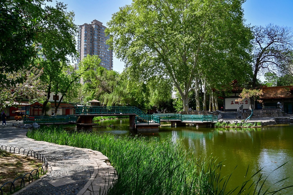 洛阳牡丹果然甲天下（二）