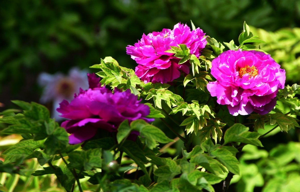 洛阳白马寺所见（下）