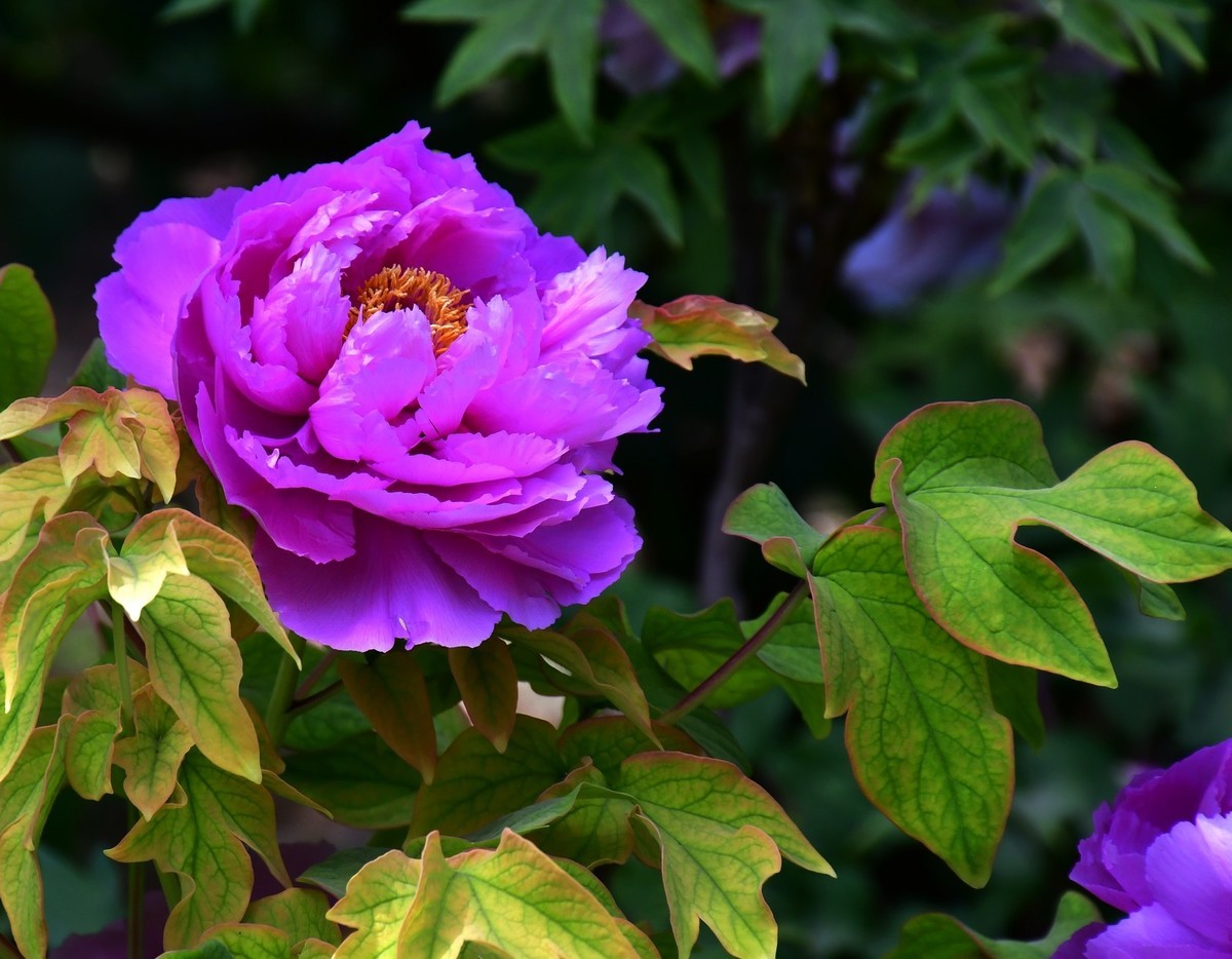 洛阳白马寺所见（下）