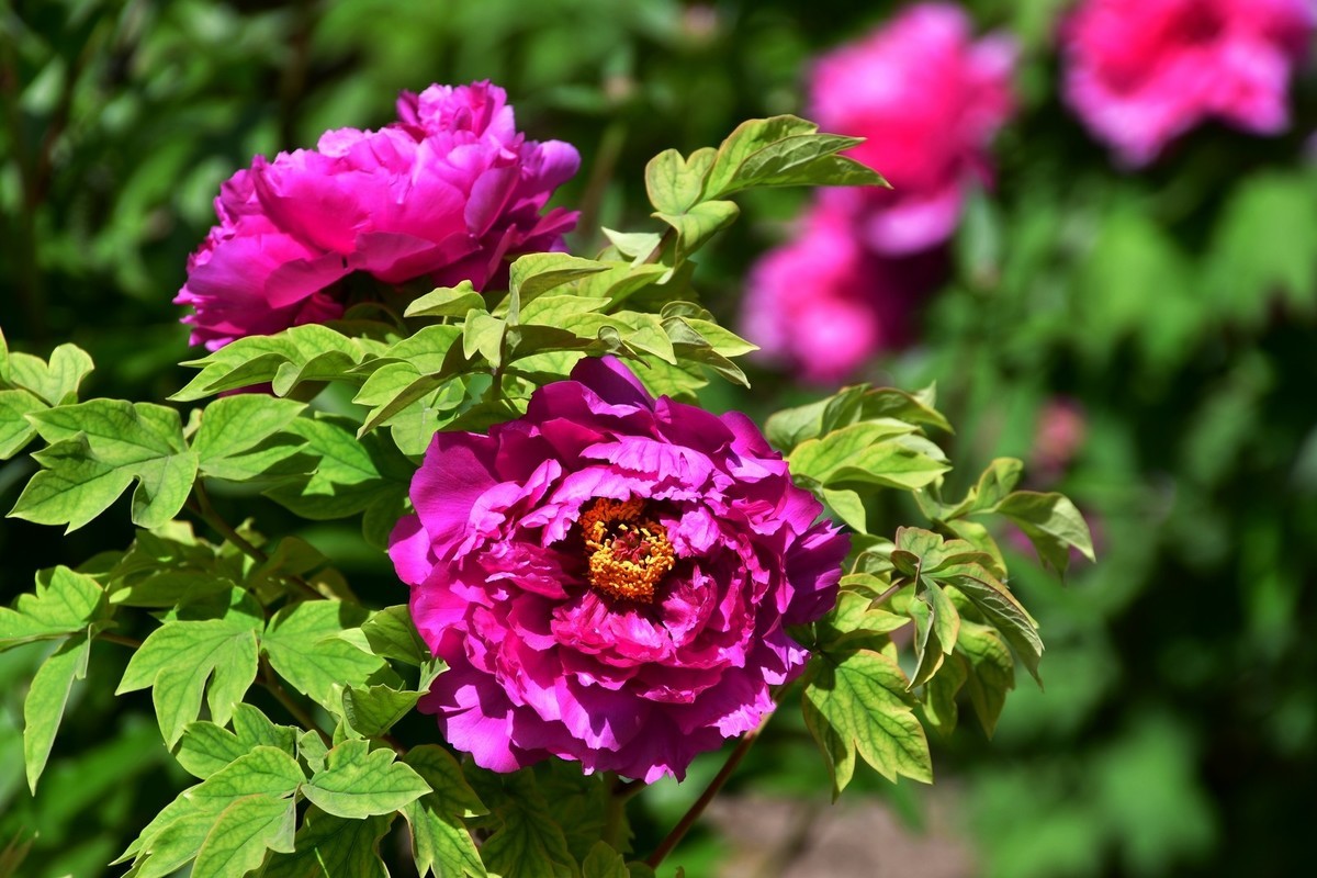 洛阳白马寺所见（下）