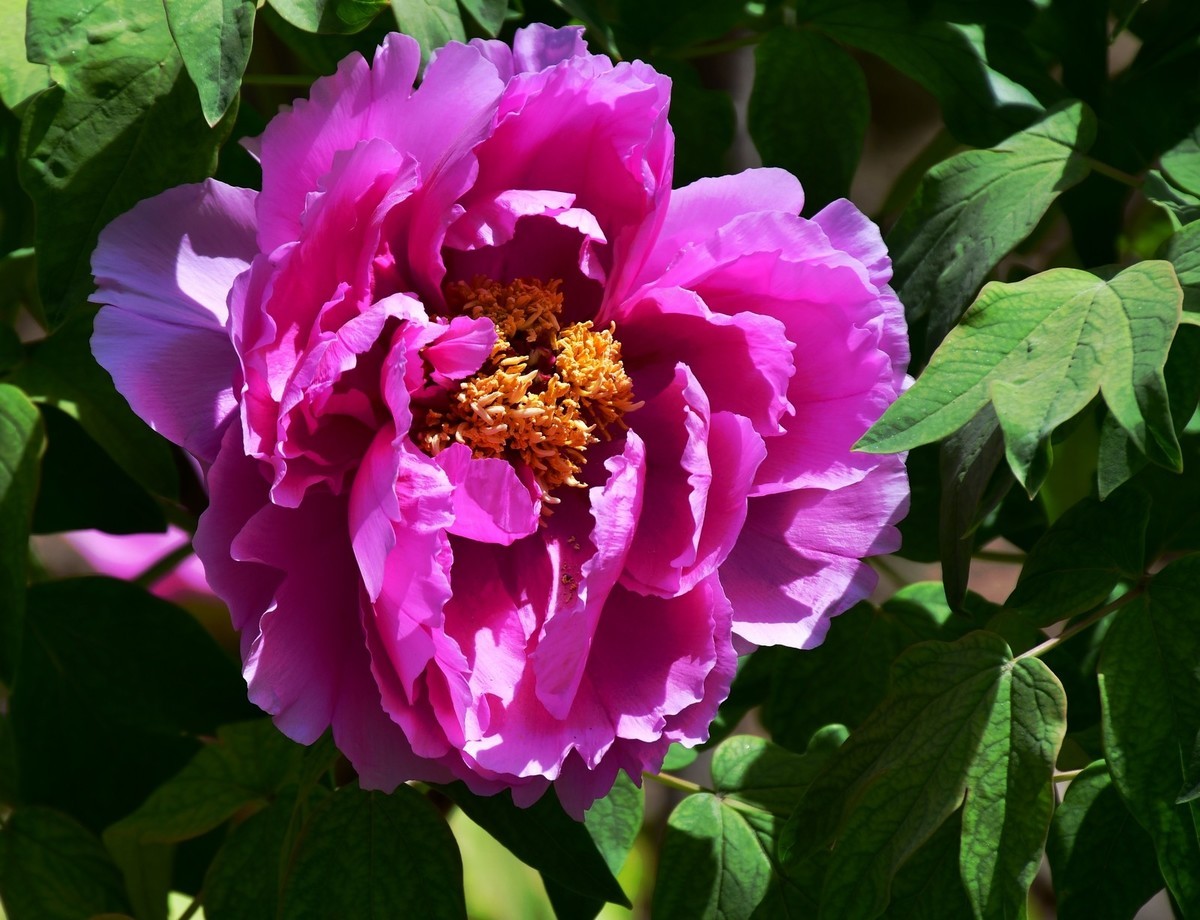 洛阳白马寺所见（下）