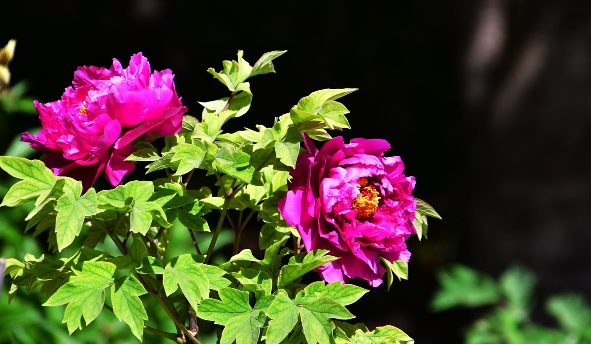 洛阳白马寺所见（下）