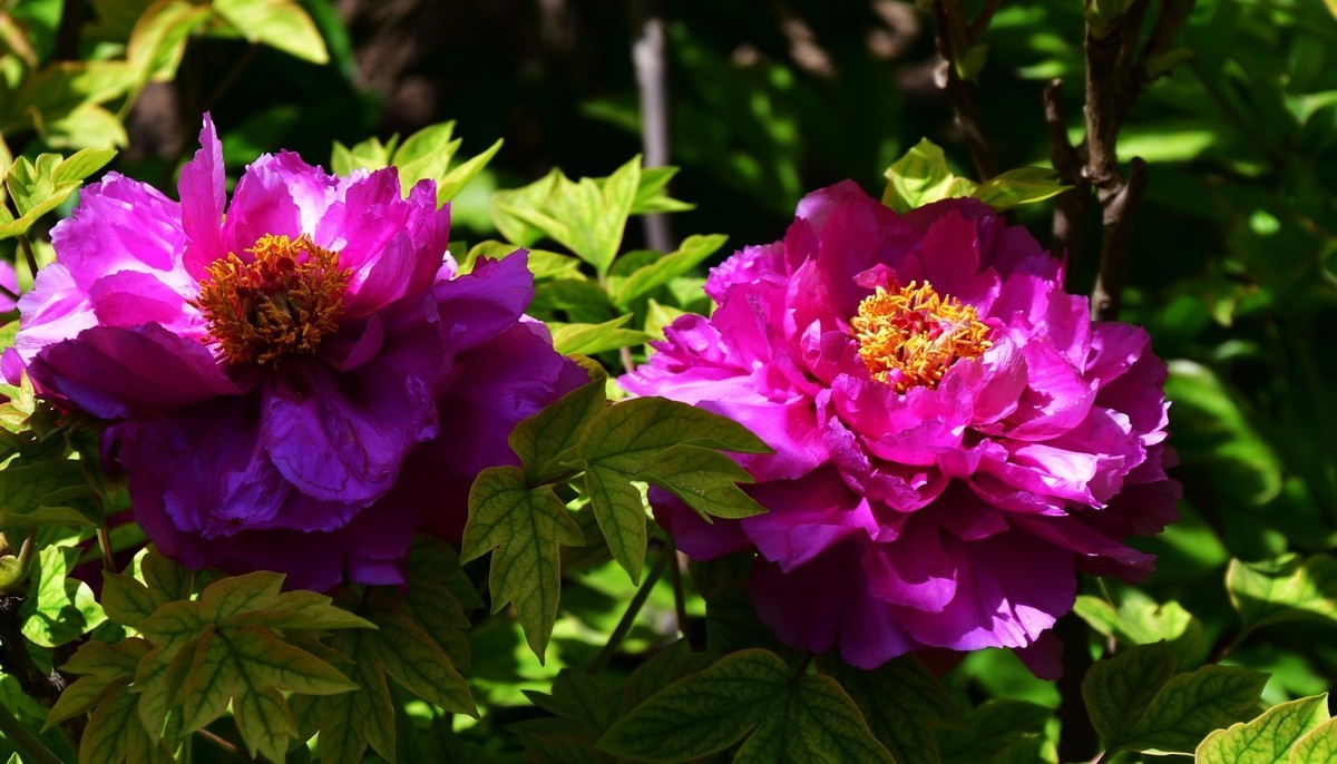 洛阳白马寺所见（下）