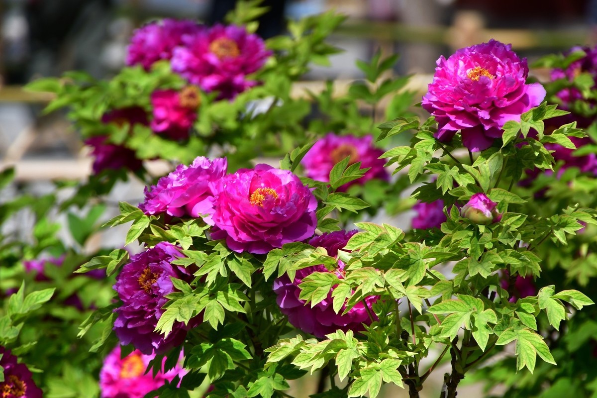 洛阳白马寺所见（下）