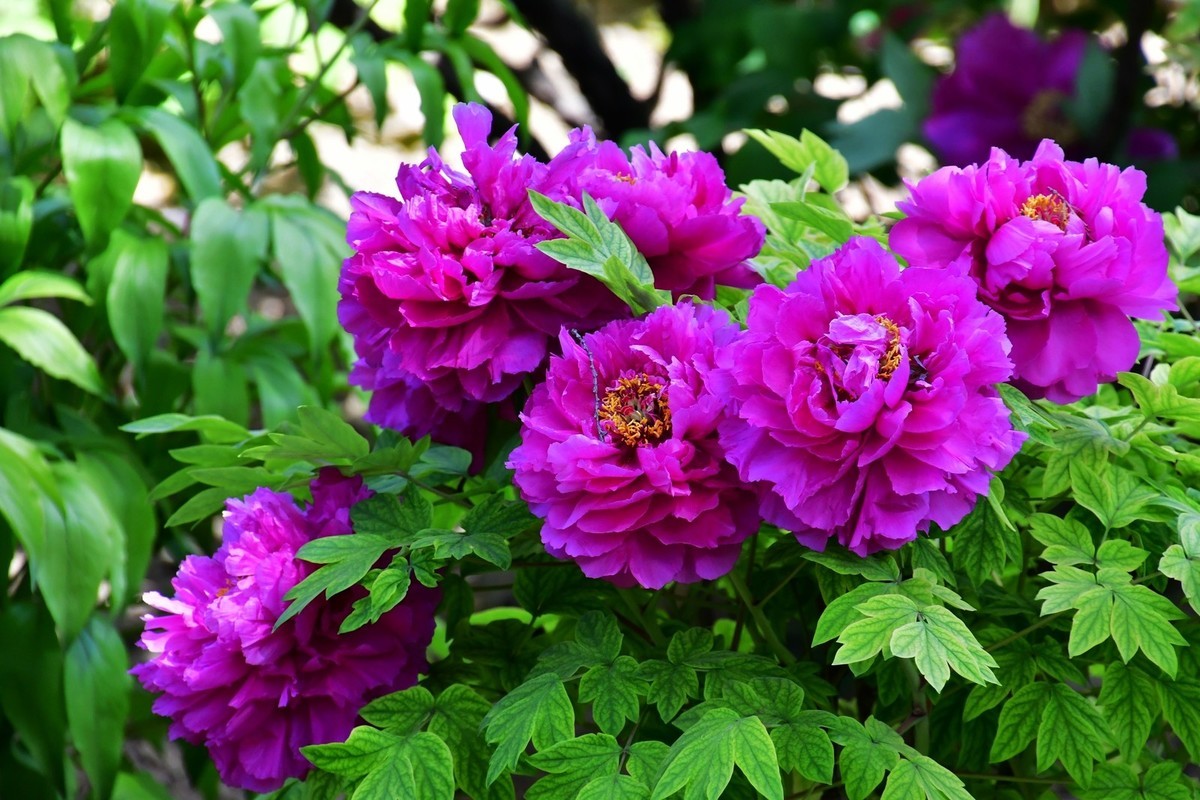 洛阳白马寺所见（下）