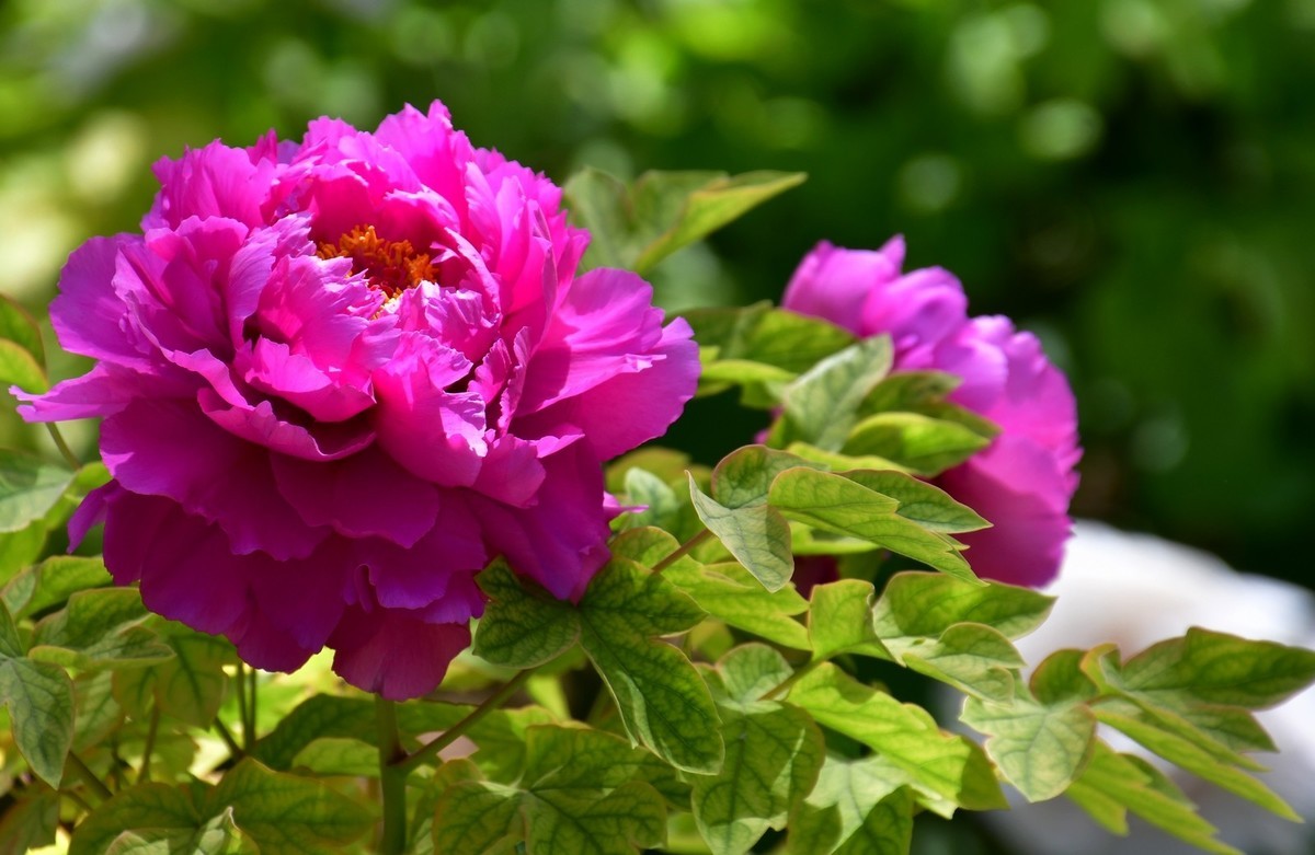 洛阳白马寺所见（下）