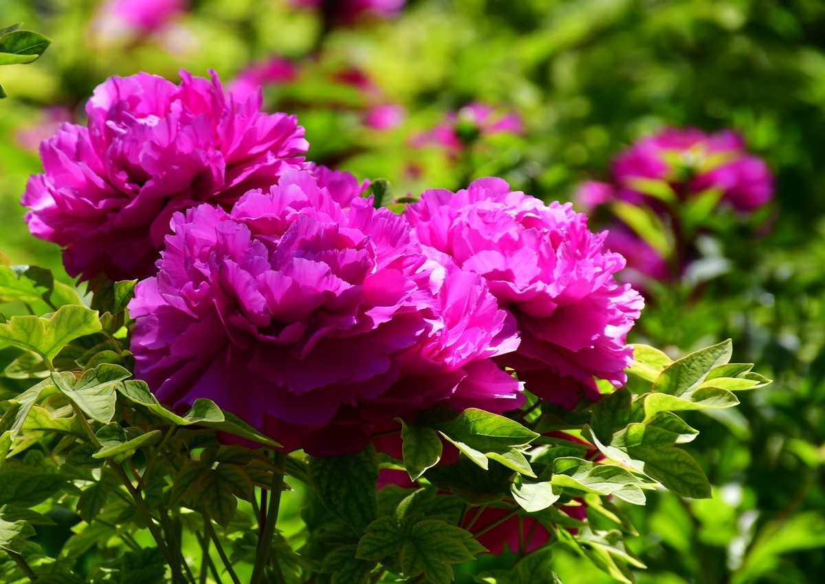 洛阳白马寺所见（下）