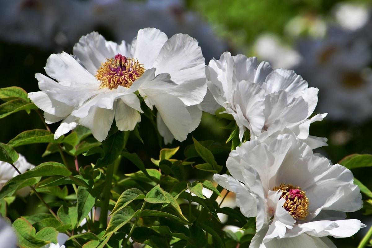洛阳白马寺所见（下）