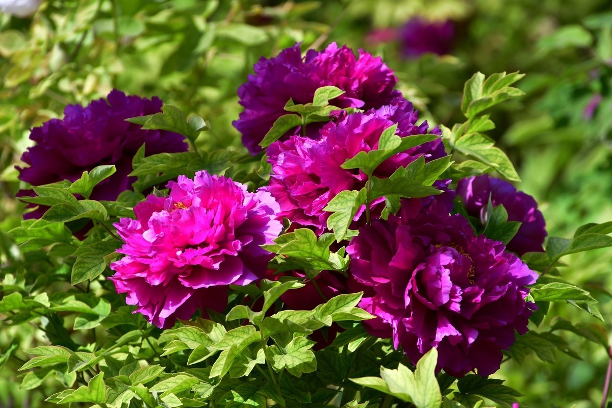 洛阳白马寺所见（下）