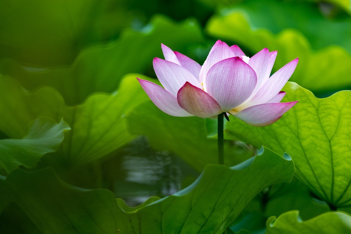 雨后荷塘（19）