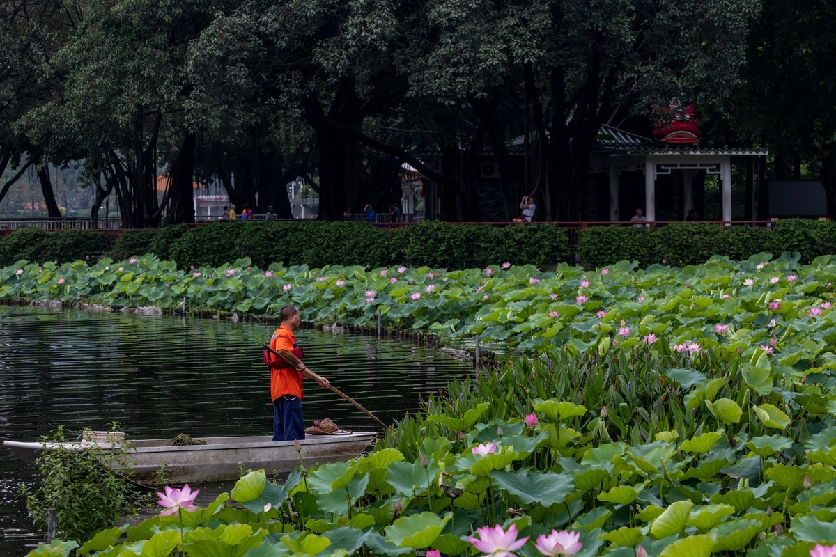 雨后荷塘（19）