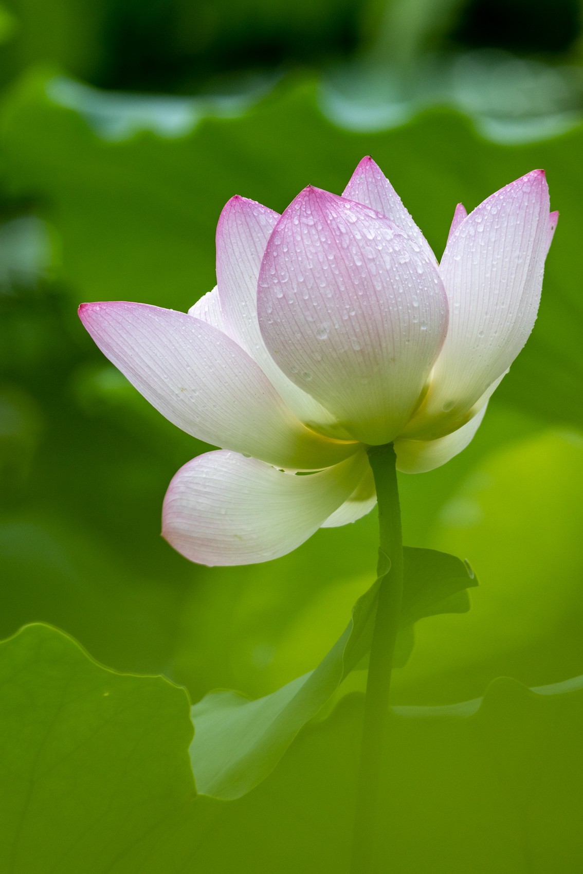 雨后荷塘（19）