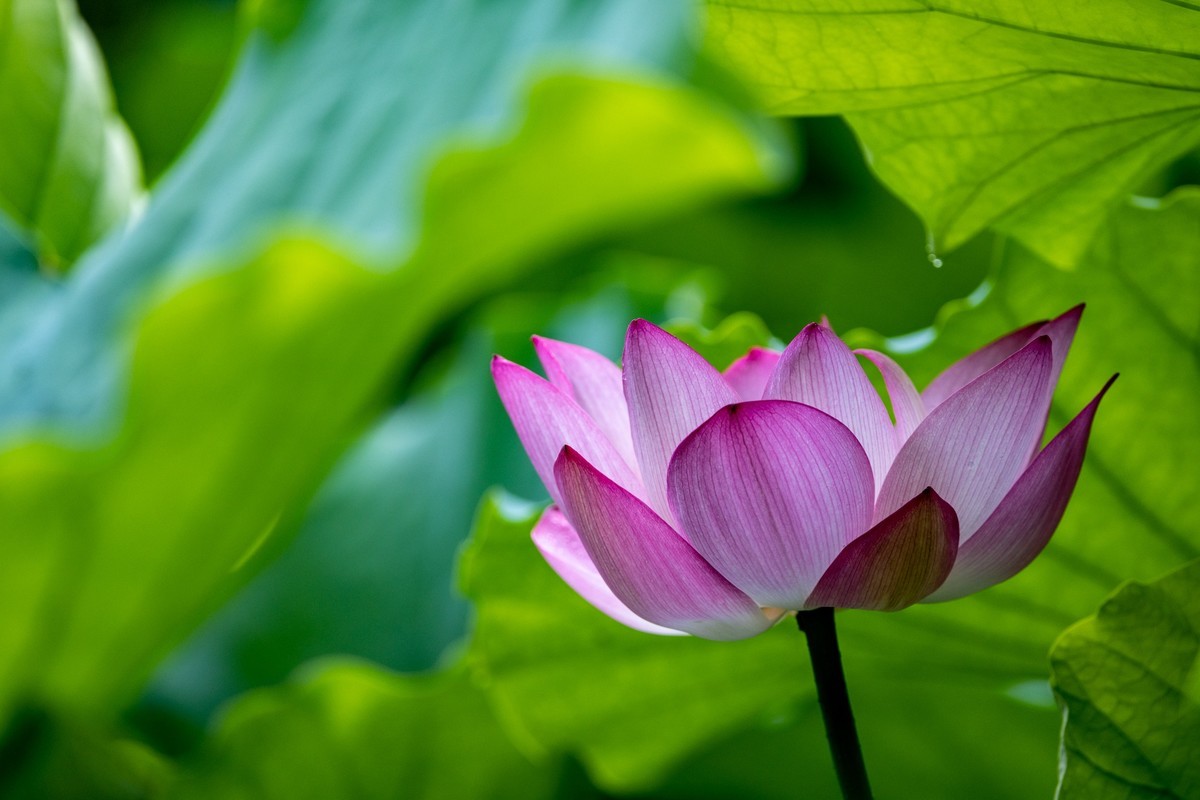 雨后荷塘（19）