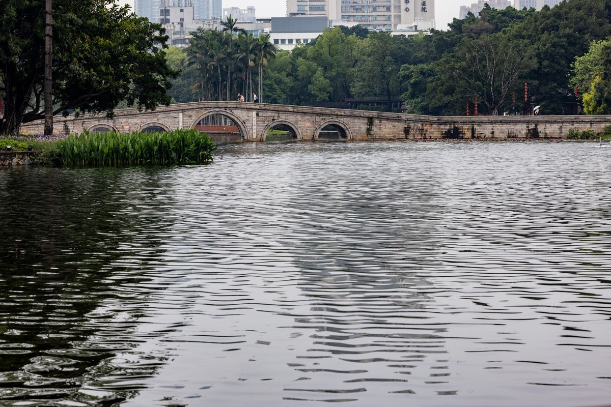 雨后荷塘（19）