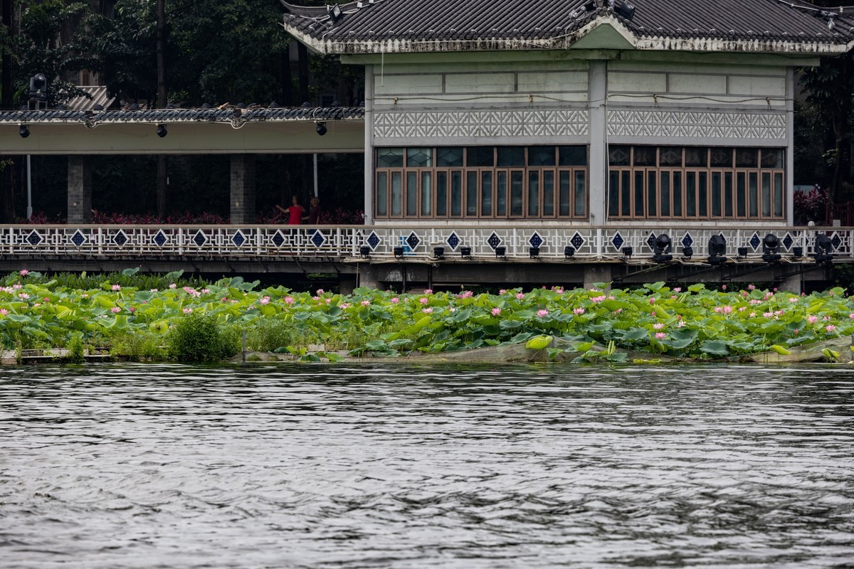 雨后荷塘（19）