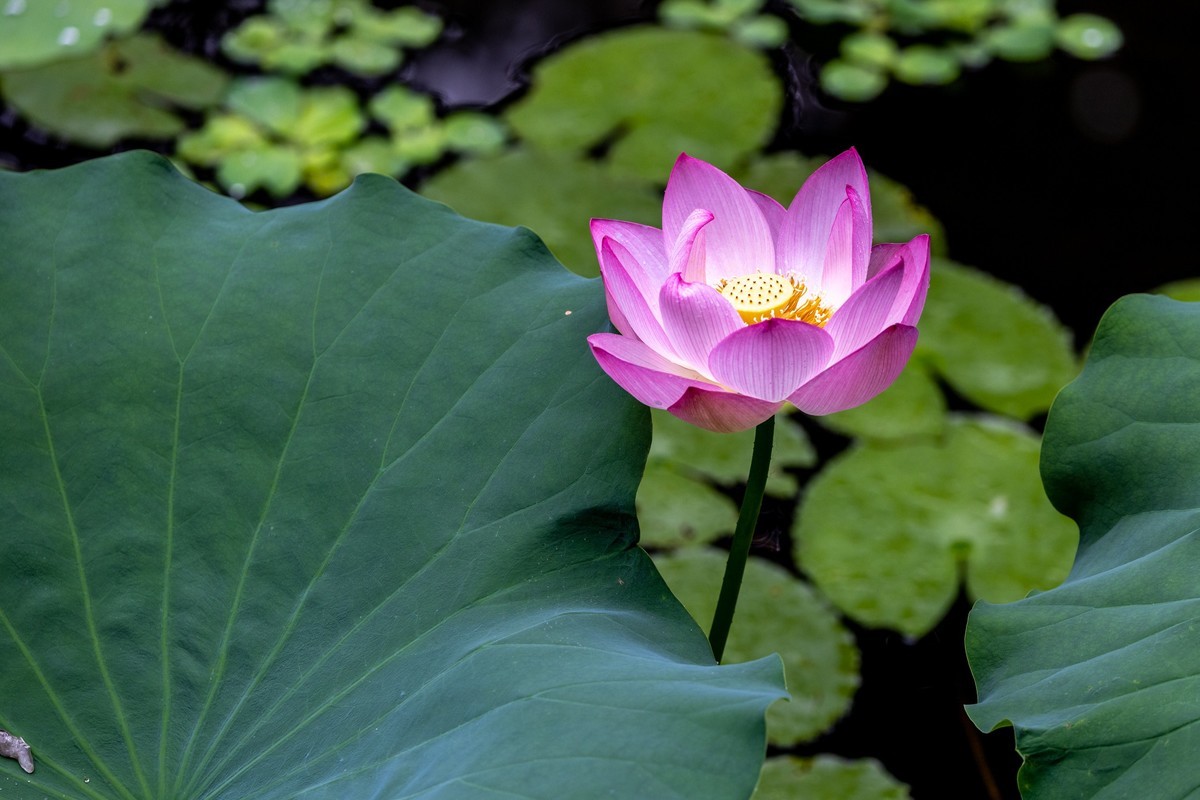 雨后荷塘（19）