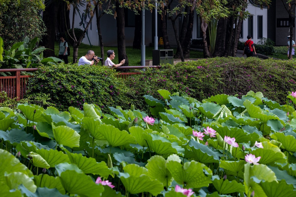 雨后荷塘（19）