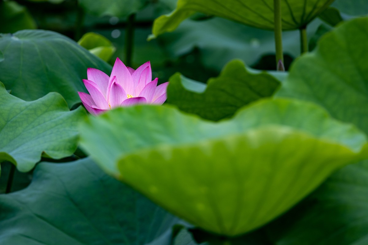 雨后荷塘（19）