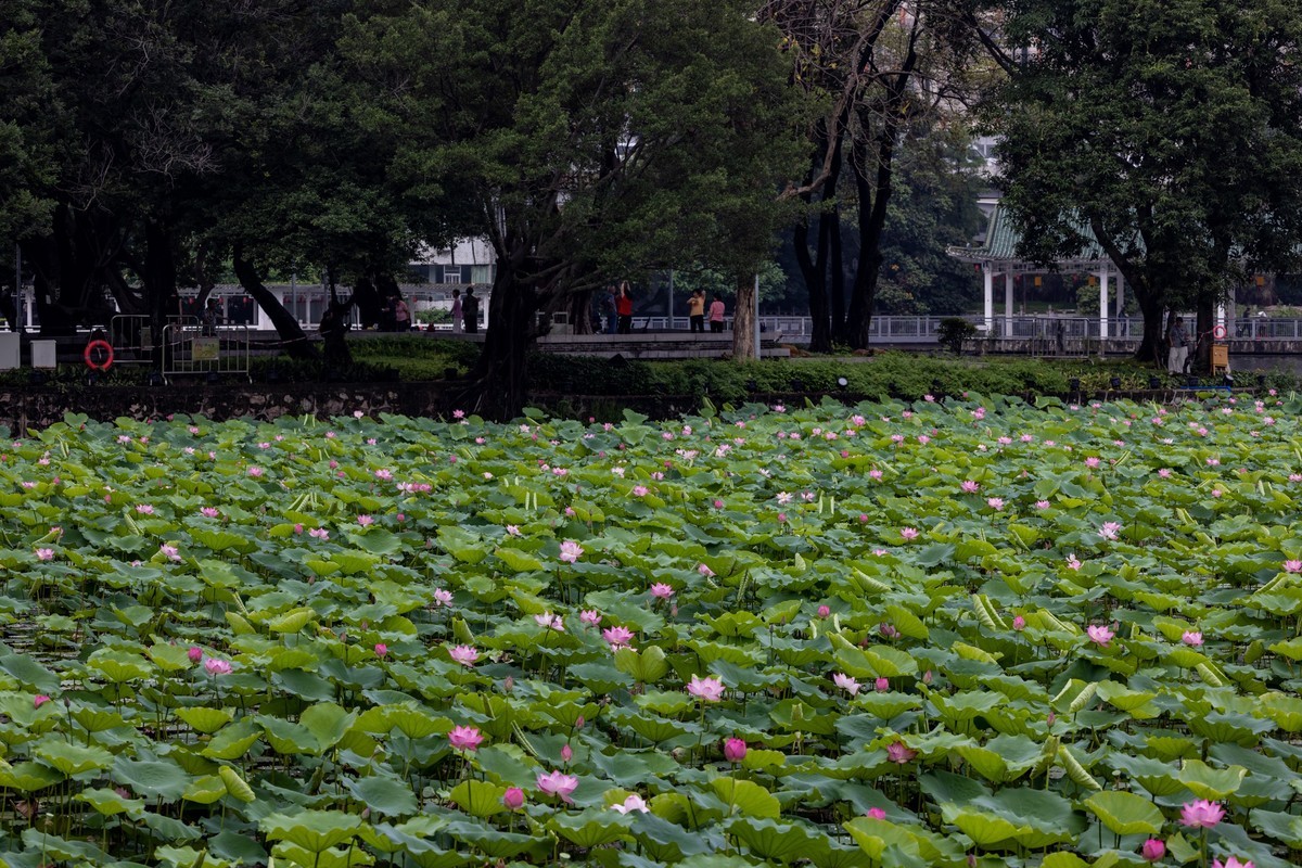 雨后荷塘（19）
