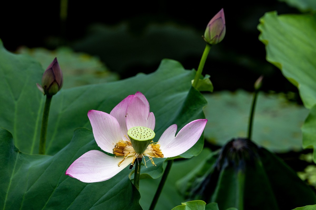 雨后荷塘（19）