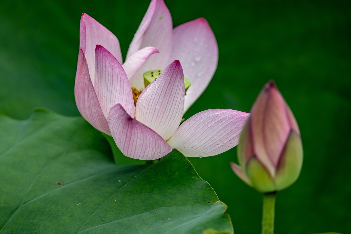 雨后荷塘（19）