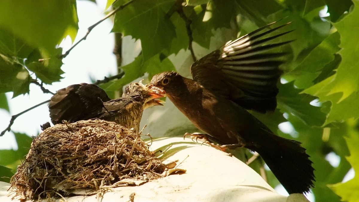 裕西公园乌鸫育雏