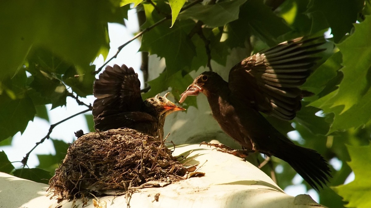 裕西公园乌鸫育雏