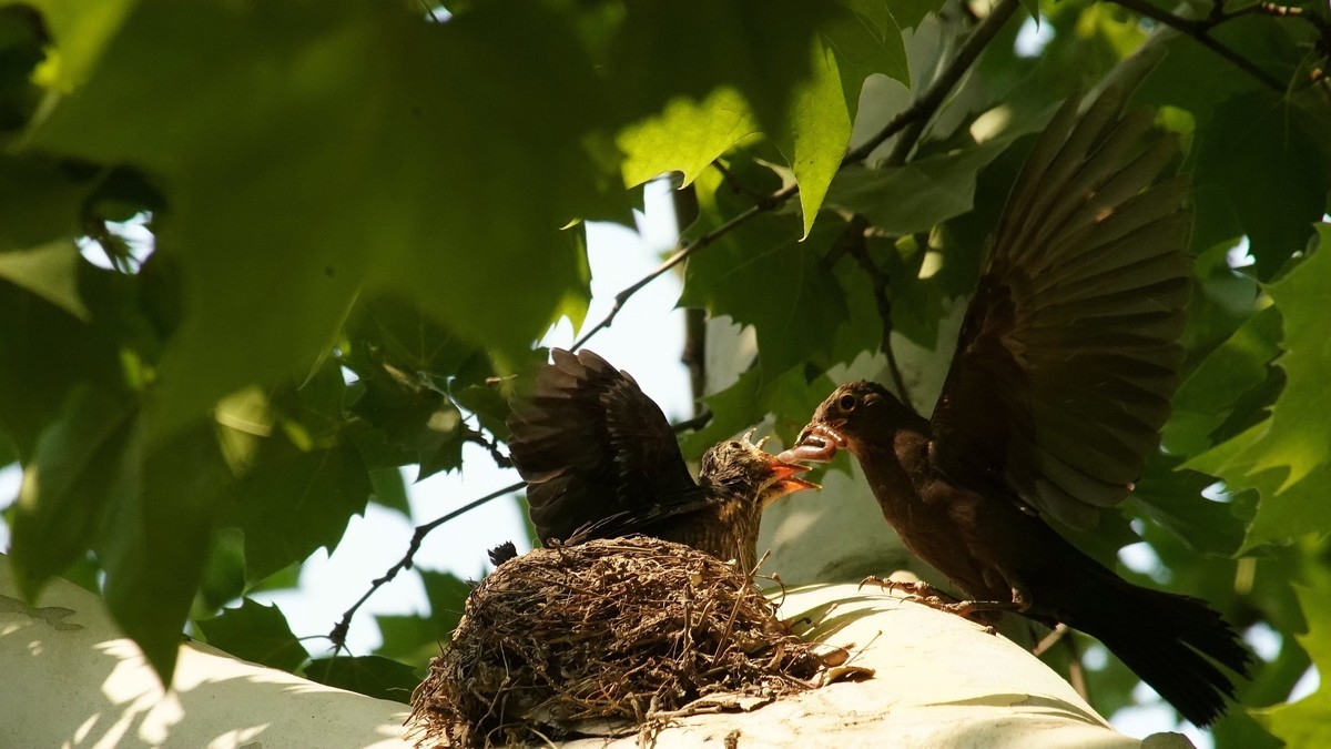 裕西公园乌鸫育雏