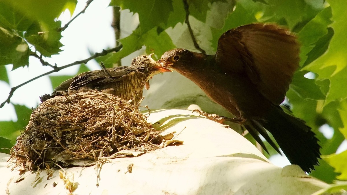 裕西公园乌鸫育雏