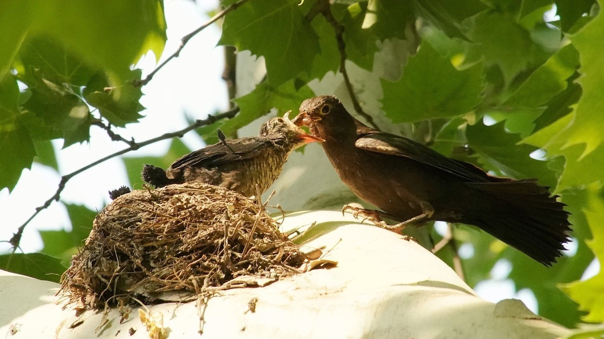 裕西公园乌鸫育雏
