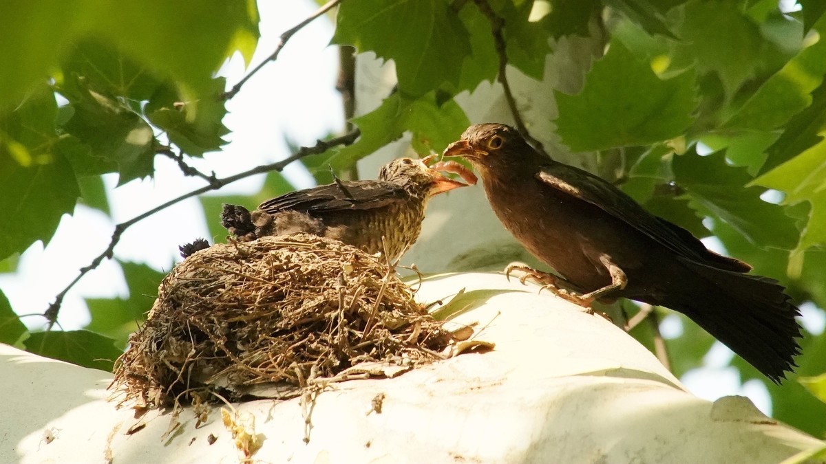 裕西公园乌鸫育雏