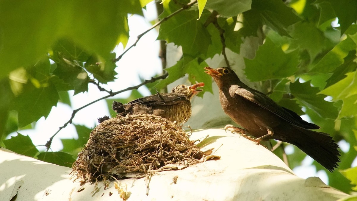 裕西公园乌鸫育雏