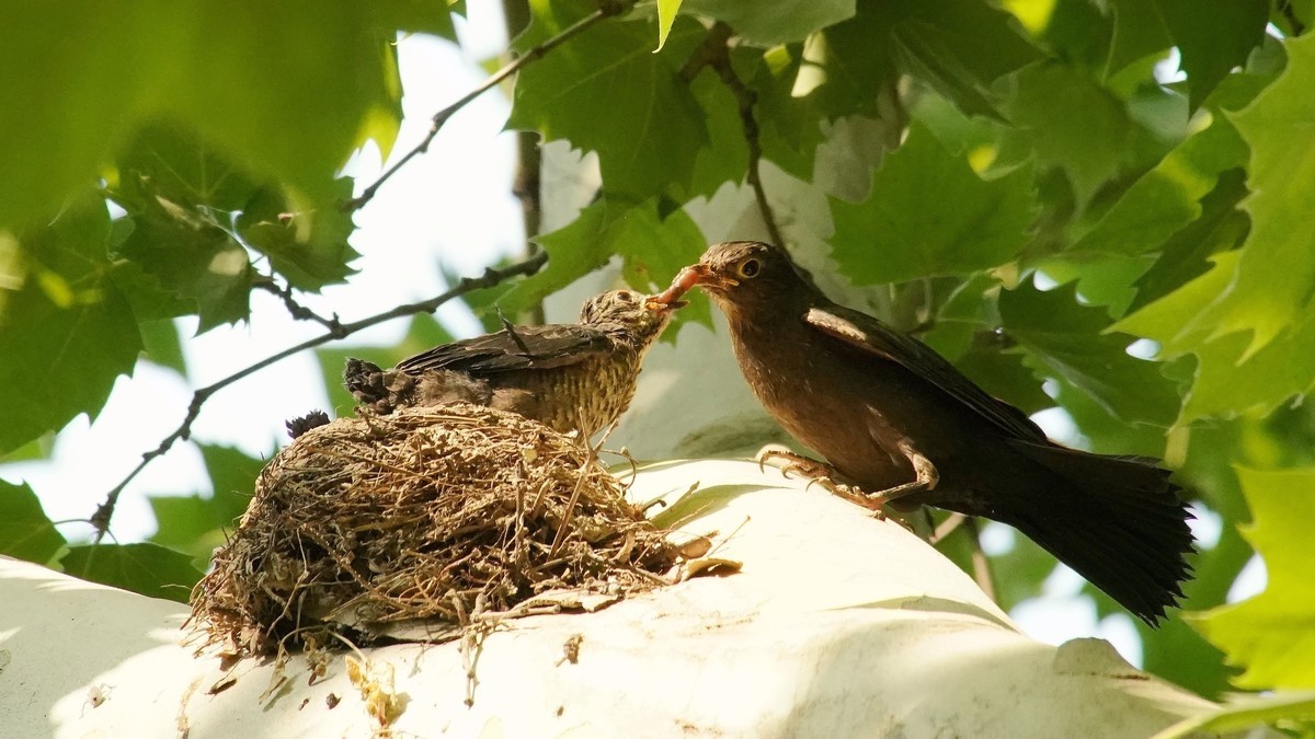 裕西公园乌鸫育雏