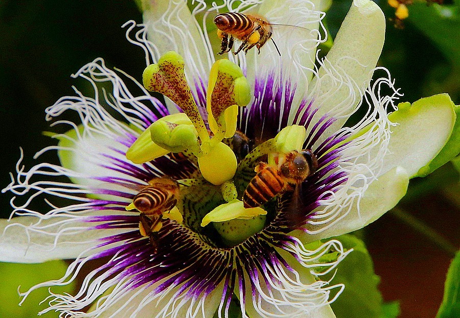 482《不老松：忆海南游记》长岛兰湾：百香果（群蜂採蜜！）