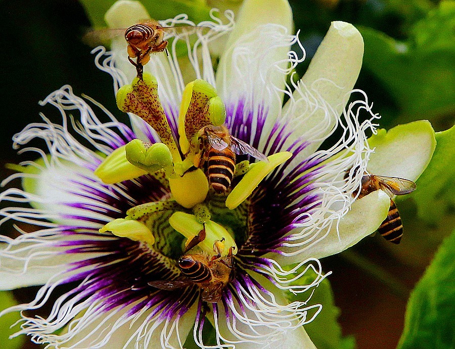 482《不老松：忆海南游记》长岛兰湾：百香果（群蜂採蜜！）