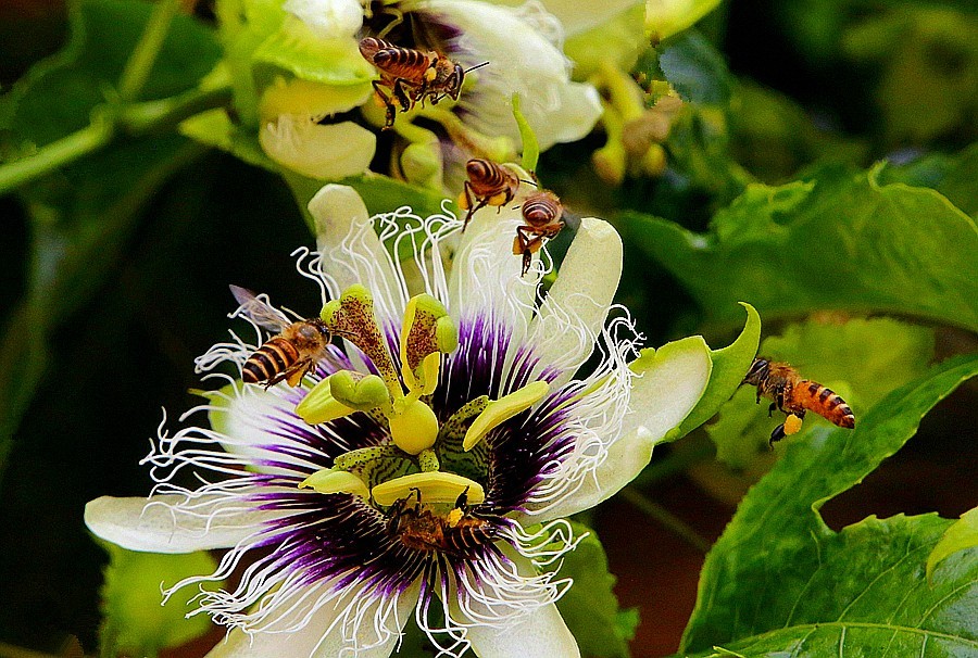 482《不老松：忆海南游记》长岛兰湾：百香果（群蜂採蜜！）