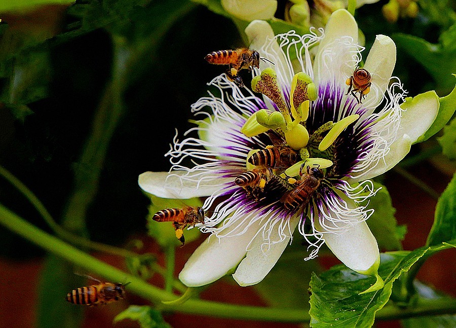 482《不老松：忆海南游记》长岛兰湾：百香果（群蜂採蜜！）