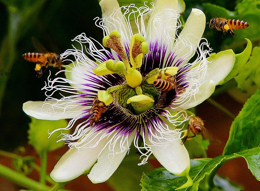 482《不老松：忆海南游记》长岛兰湾：百香果（群蜂採蜜！）