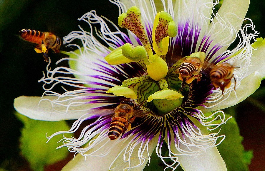 482《不老松：忆海南游记》长岛兰湾：百香果（群蜂採蜜！）