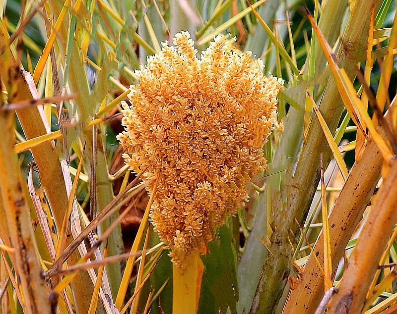 480《不老松：忆海南游记》海南临髙解放公园的花卉！