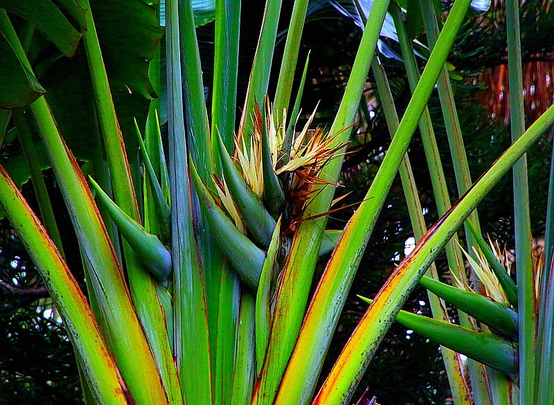 480《不老松：忆海南游记》海南临髙解放公园的花卉！