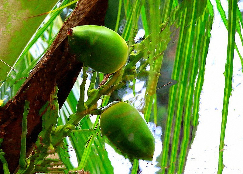 480《不老松：忆海南游记》海南临髙解放公园的花卉！