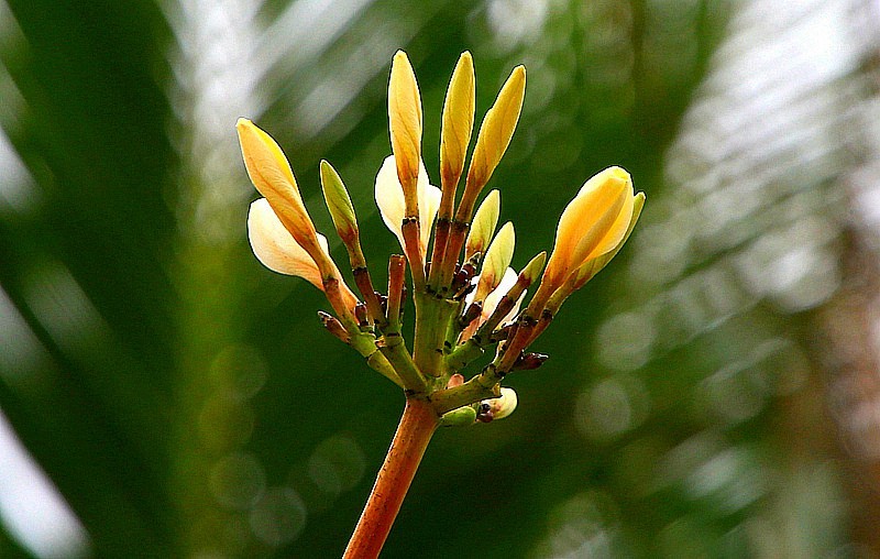 480《不老松：忆海南游记》海南临髙解放公园的花卉！