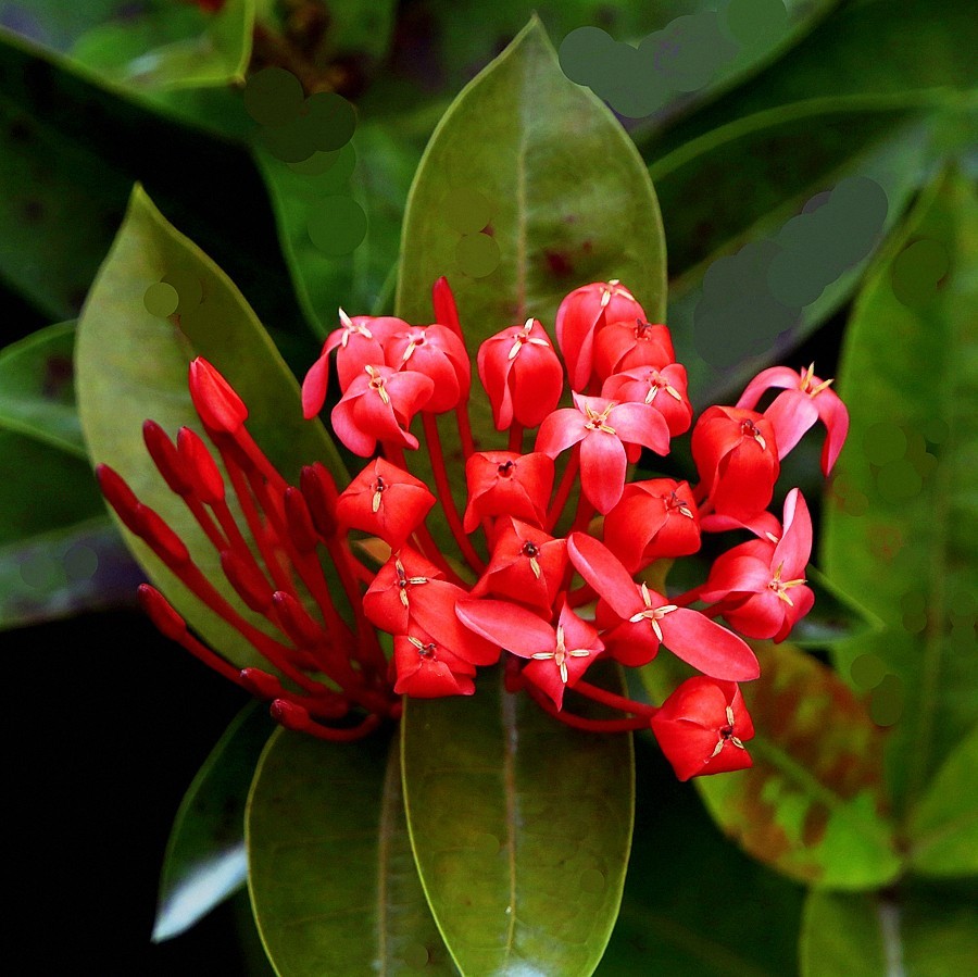 480《不老松：忆海南游记》海南临髙解放公园的花卉！