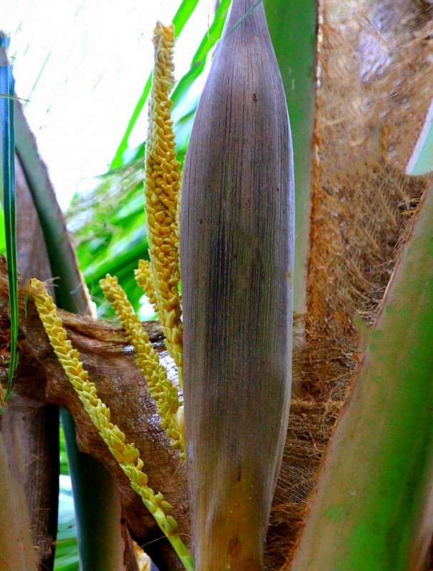 480《不老松：忆海南游记》海南临髙解放公园的花卉！