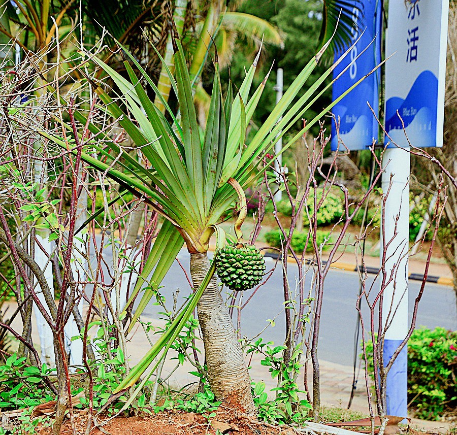 483《不老松：忆海南游记》长岛兰湾路边的菠萝蜜！没去过南方的见不到这玩艺儿！