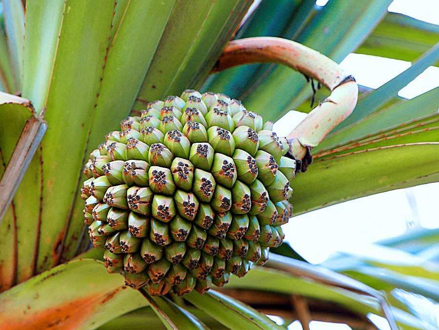 483《不老松：忆海南游记》长岛兰湾路边的菠萝蜜！没去过南方的见不到这玩艺儿！