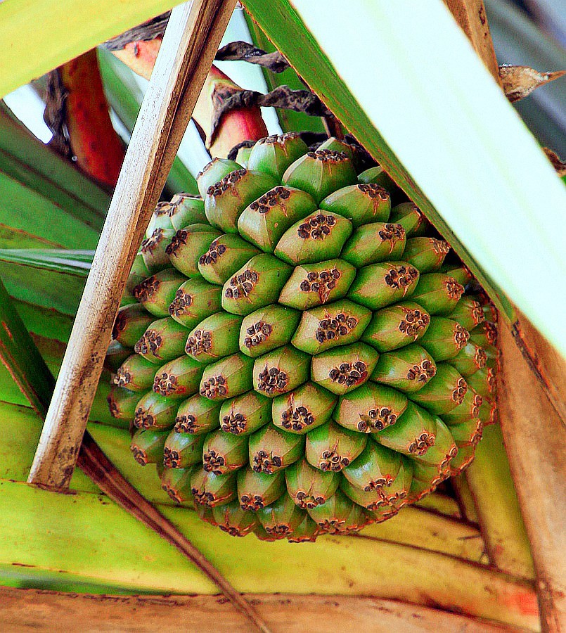 483《不老松：忆海南游记》长岛兰湾路边的菠萝蜜！没去过南方的见不到这玩艺儿！