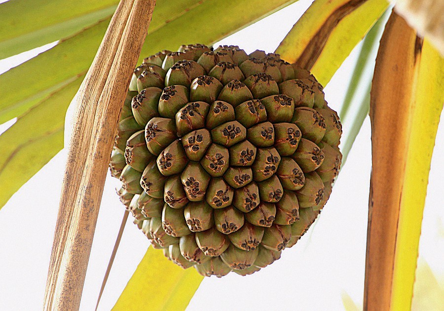 483《不老松：忆海南游记》长岛兰湾路边的菠萝蜜！没去过南方的见不到这玩艺儿！