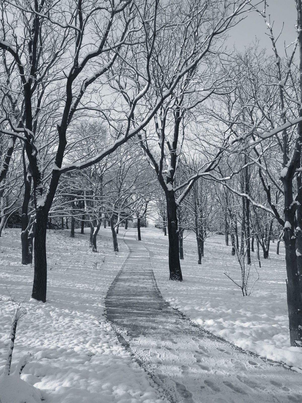 北京植物园黑白雪景